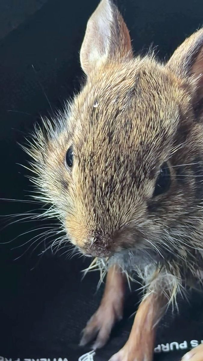 Close-up of a rescued baby bunny drying off