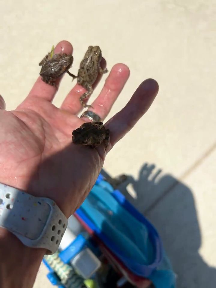 Three tiny toads in an open palm after being fished out of a pool