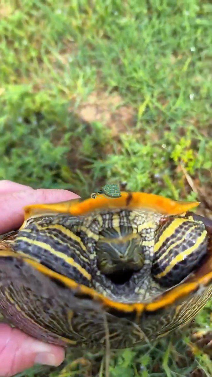 Turtle held over the grass, about to be released