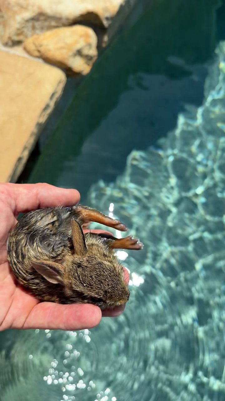 Soaked baby bunny cupped in hand over sparkling pool water