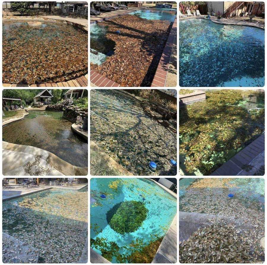 Leaf-debris filled green pools before Skipper rescue