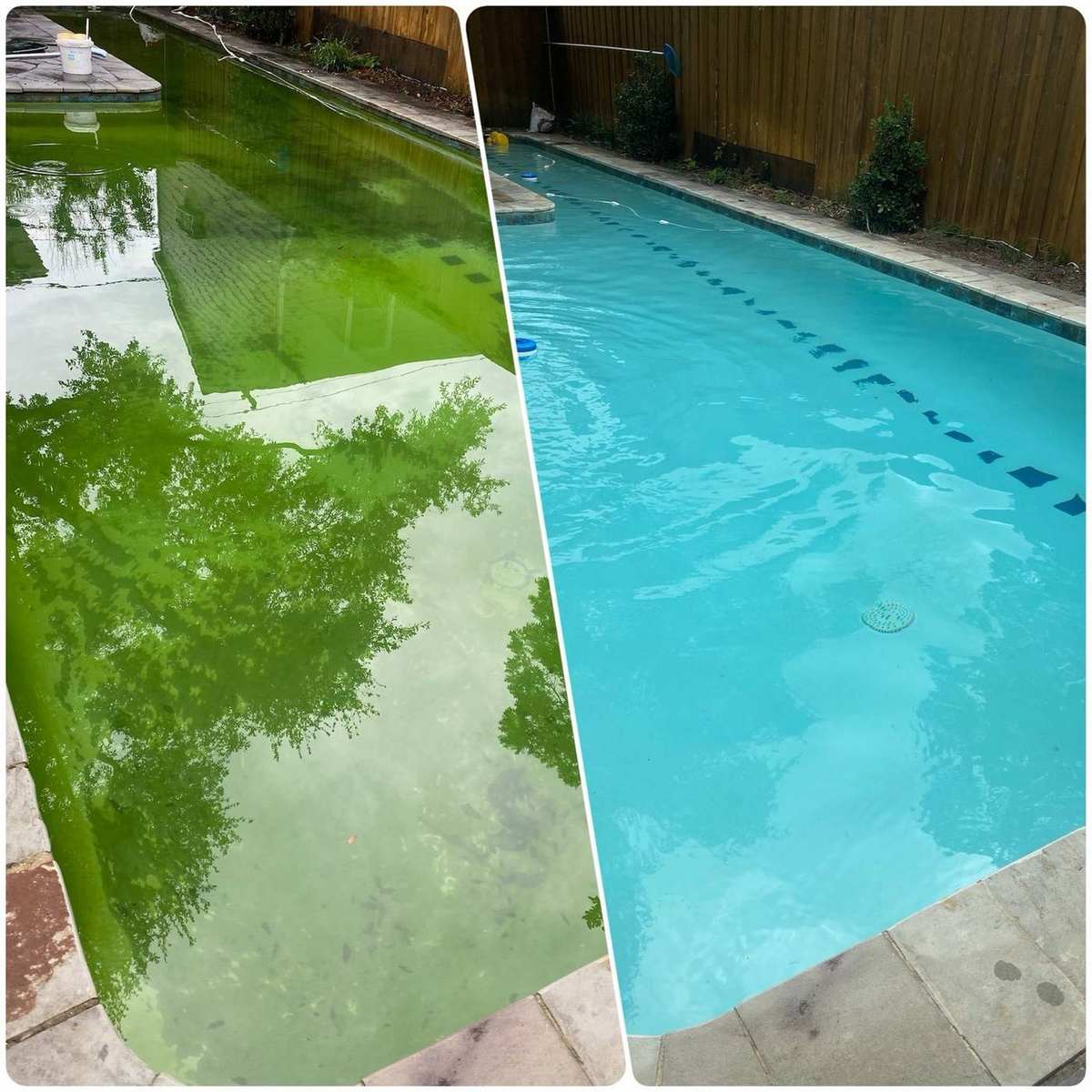 Before and after of green algae lap pool rescued to crystal clear water