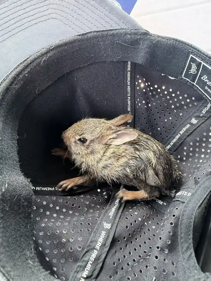 Soaked baby bunny drying off inside a ball cap