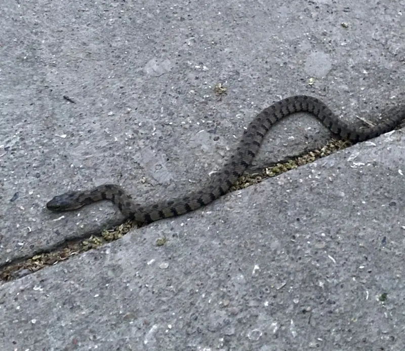 Dark banded snake stretched across a concrete seam