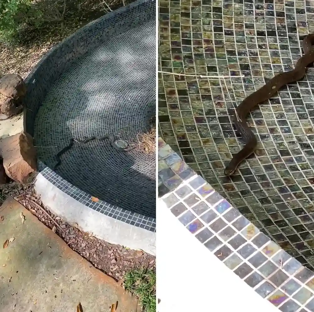 A dried-up tiled fountain, and a close-up of the big snake stretched across the mosaic tile inside it