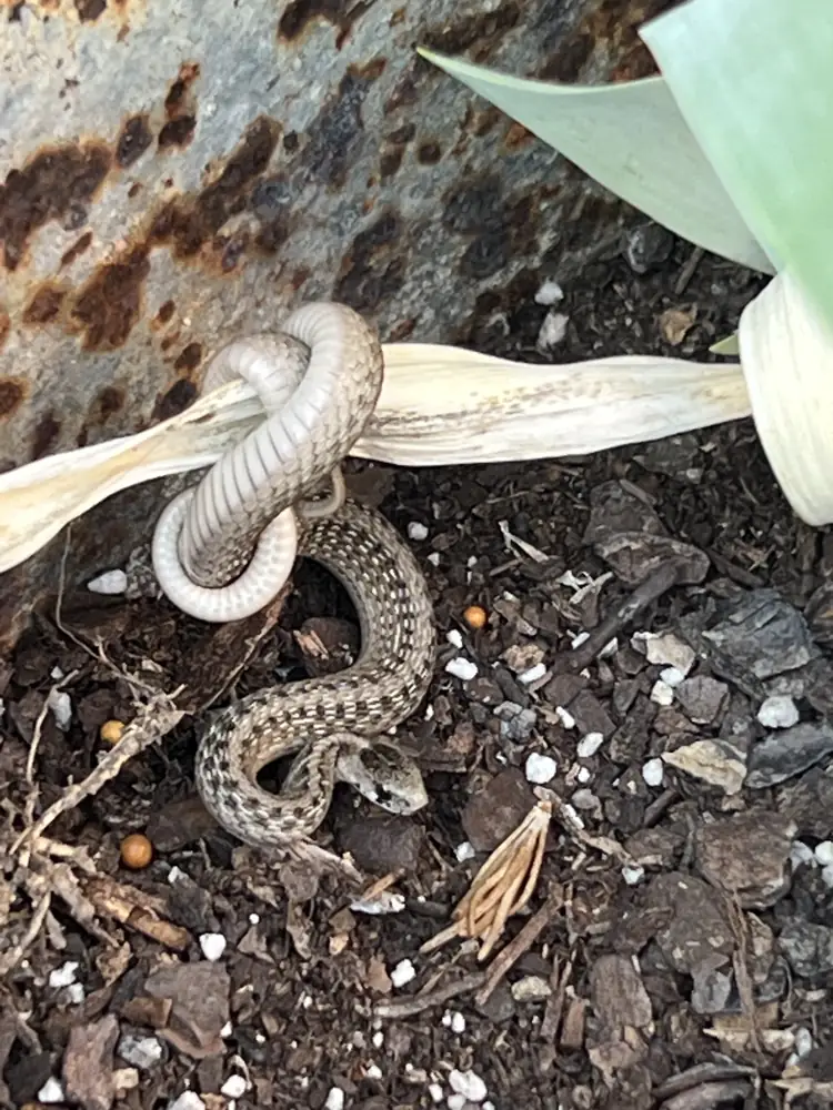 Patterned snake coiled around a leaf in a flowerbed