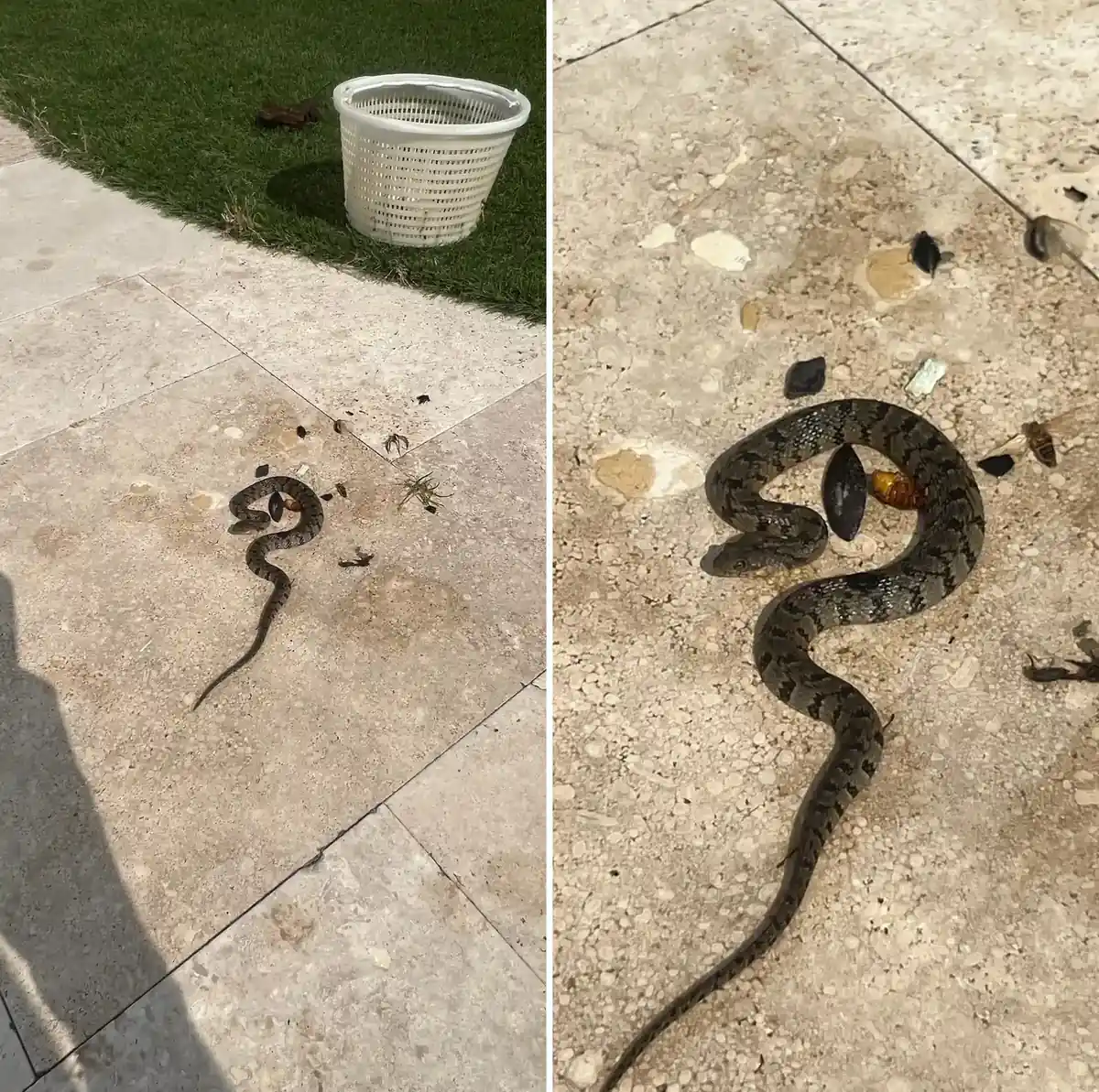 Snake on the pool deck next to an emptied skimmer basket, and a close-up